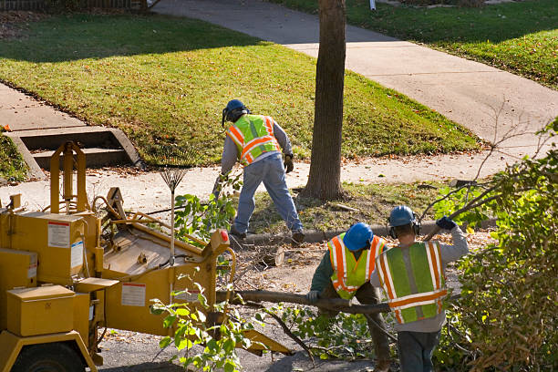 The Steps Involved in Our Tree Care Process in Farmington, PA